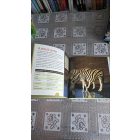 Zebrák (Szórakoztató állatvilág)- Reader's Digest Kisgyermekek könyvtára
