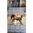 Gabrielle Boiselle Lovak